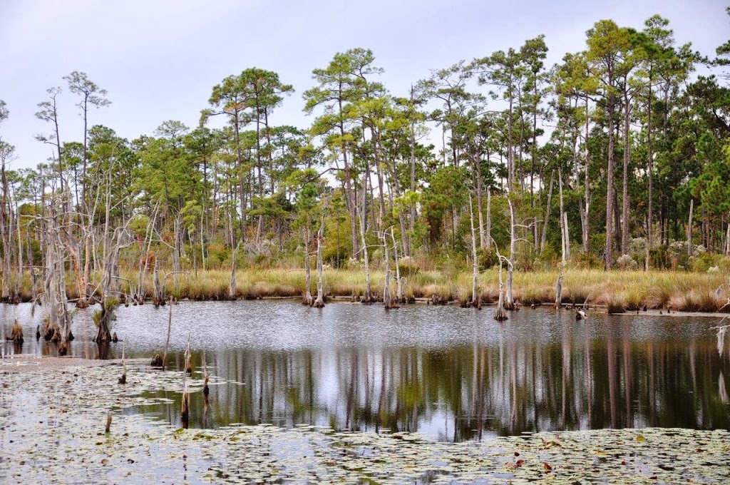 Northshore Trails: Big Branch Marsh