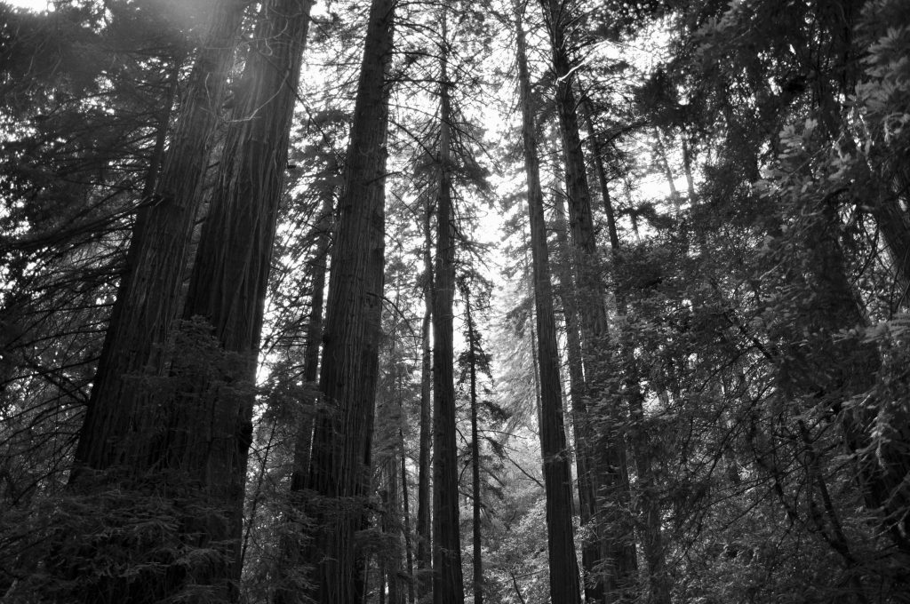 Redwoods at Muir Woods National Monument
