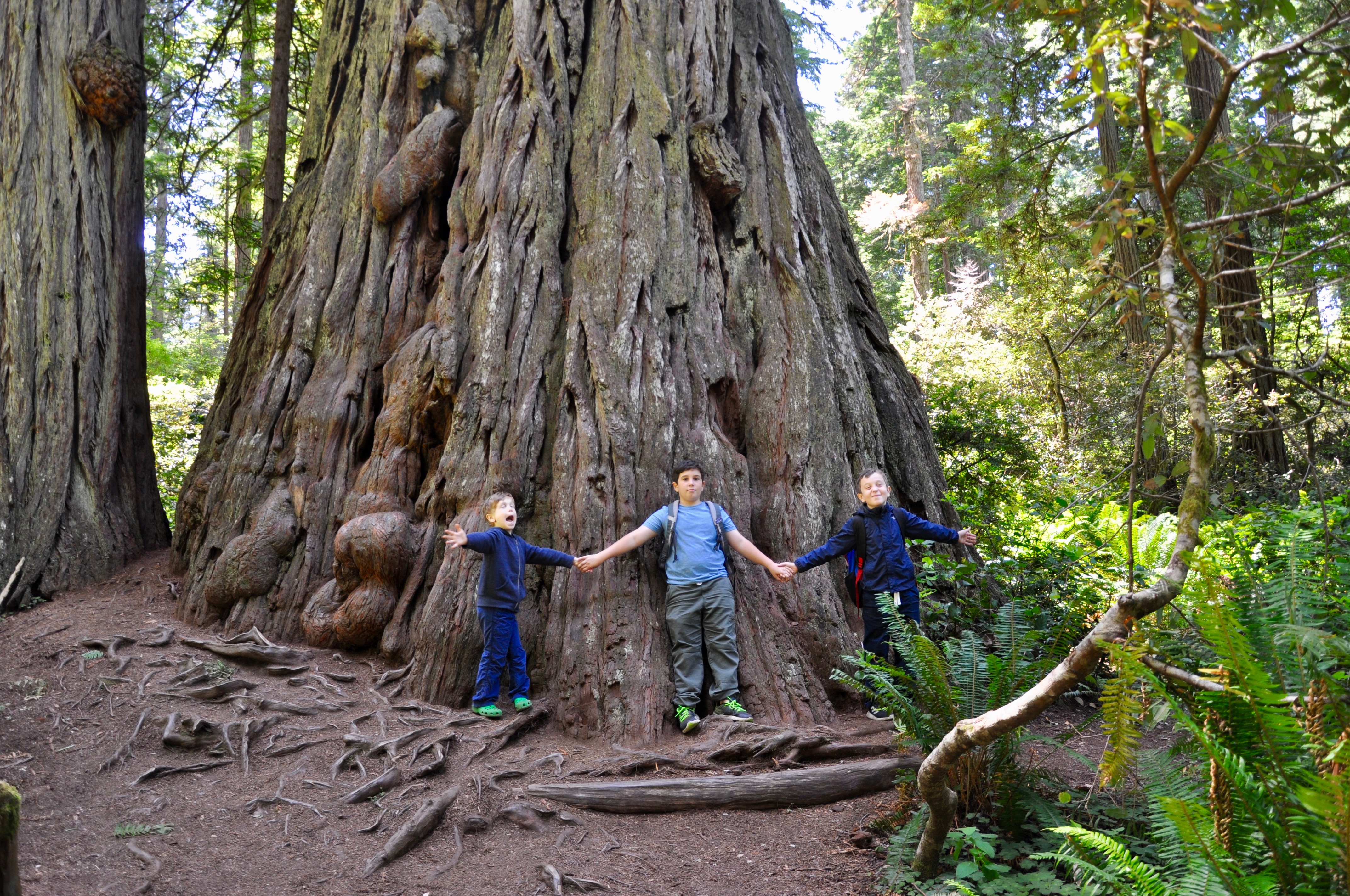 Three boys dwarfed by the size of a redwood