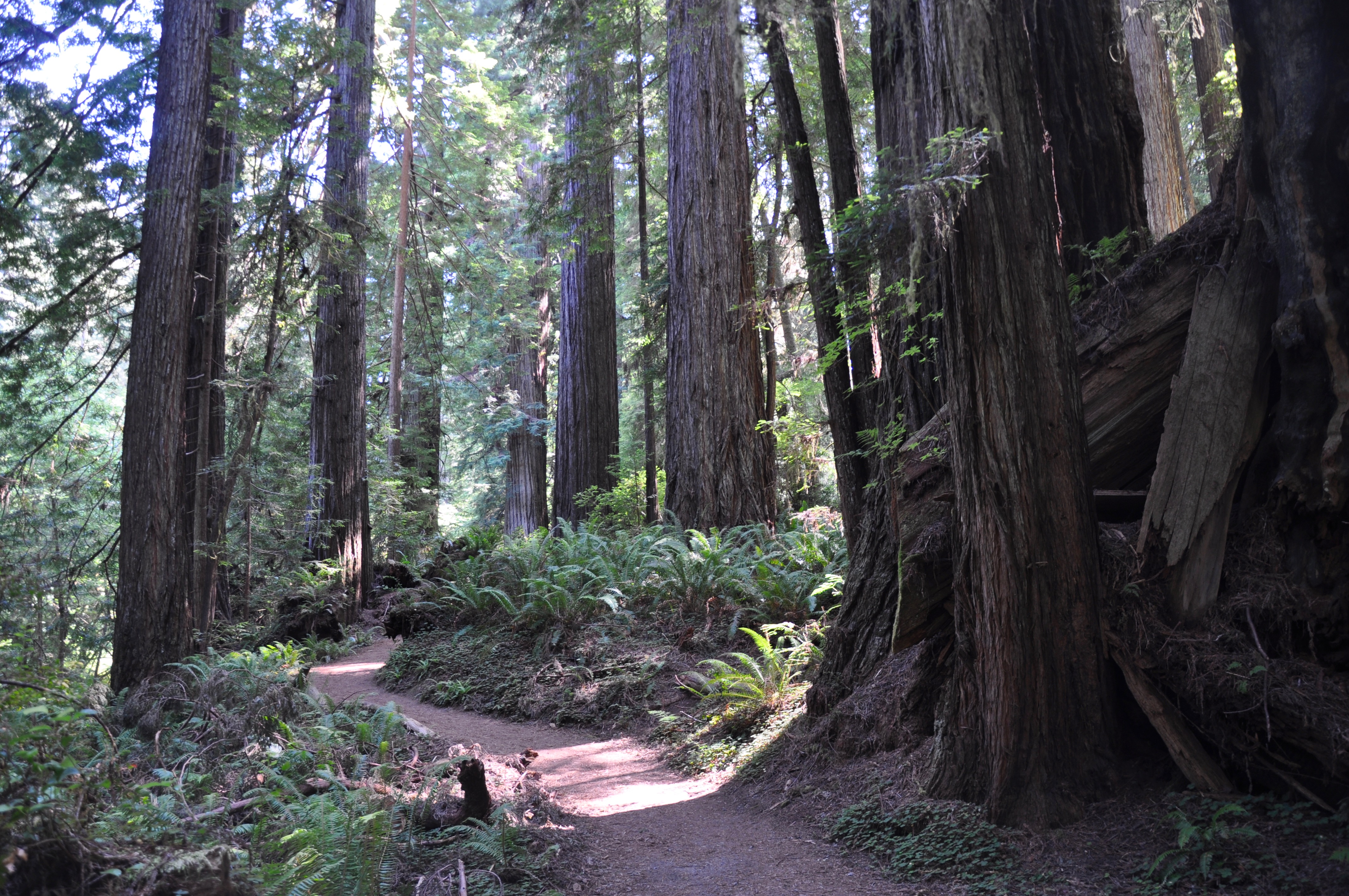 Prairie Creek Trail in California's Redwoods and Beaches