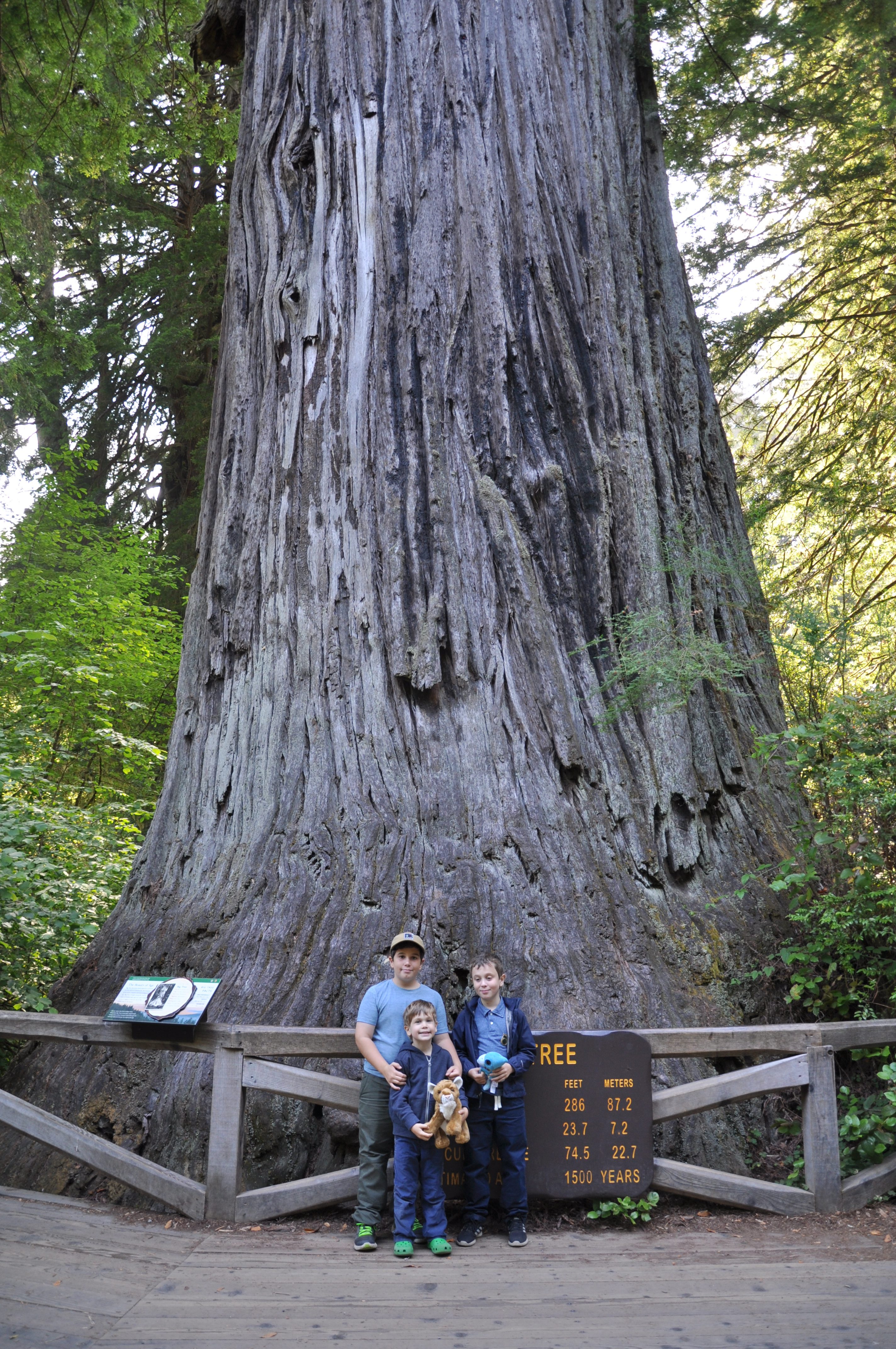 Three boys standing in front of Big Tree