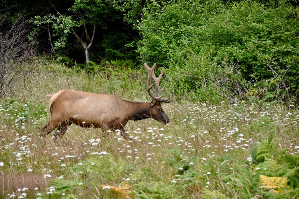 Elk in Prairie Creek Redwoods