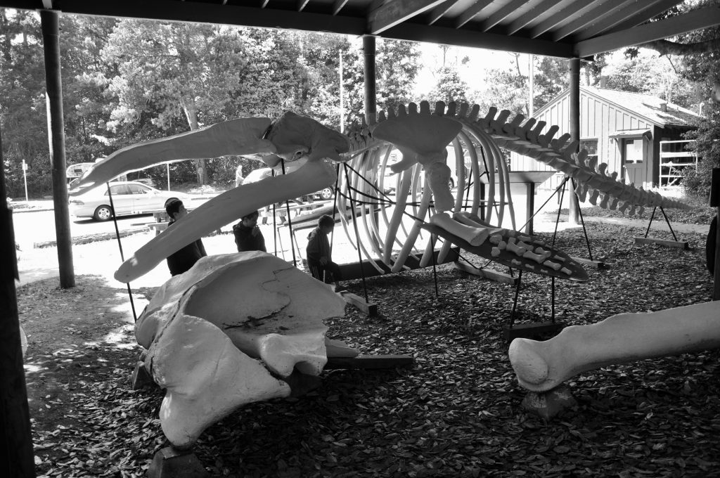 Whale skeleton at MacKerricher State Park