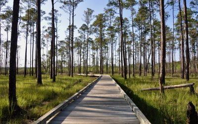 Top Day Hikes in Louisiana