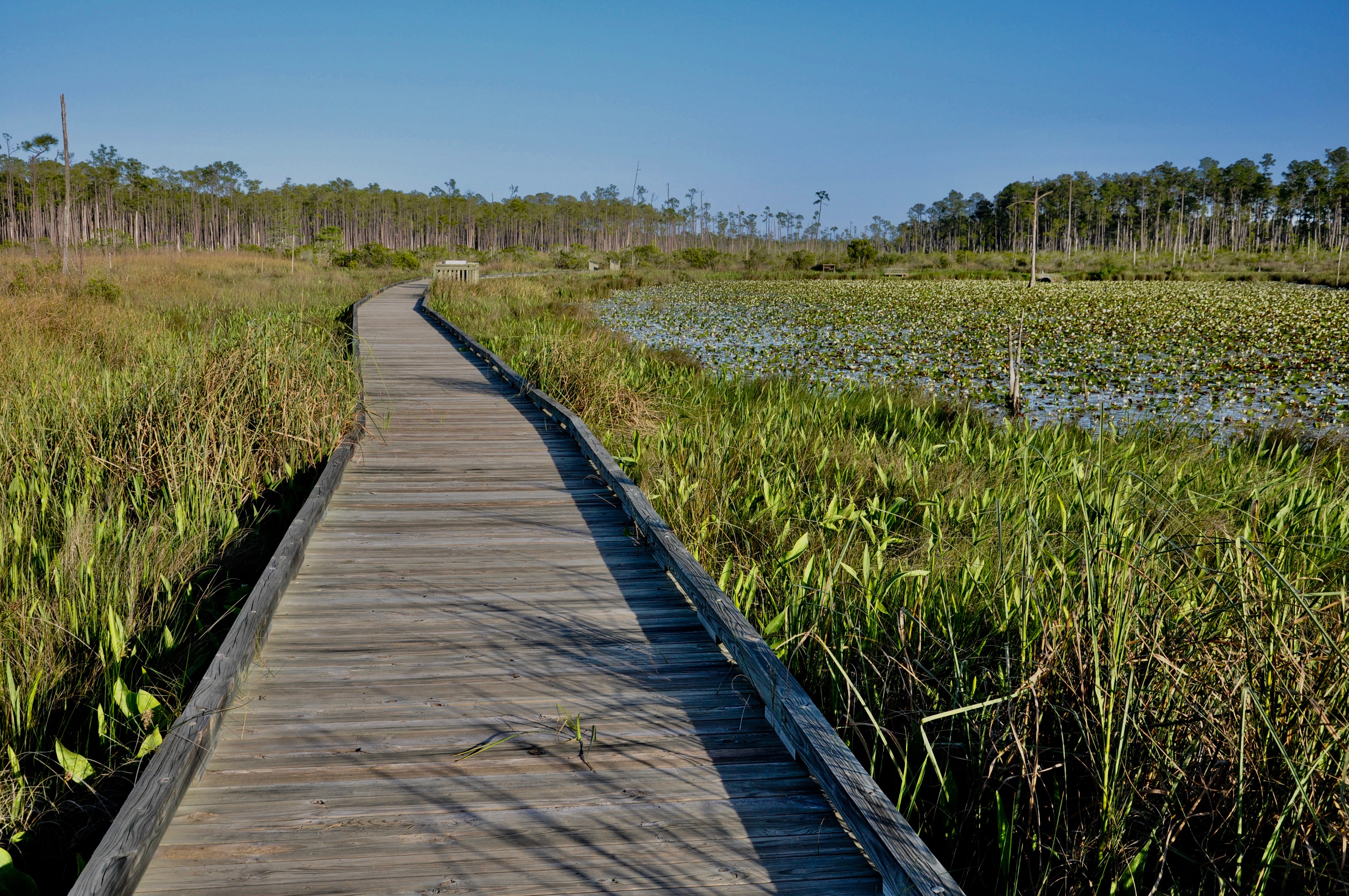 Hikes in Louisiana - Boardwalk through Big Branch Marsh