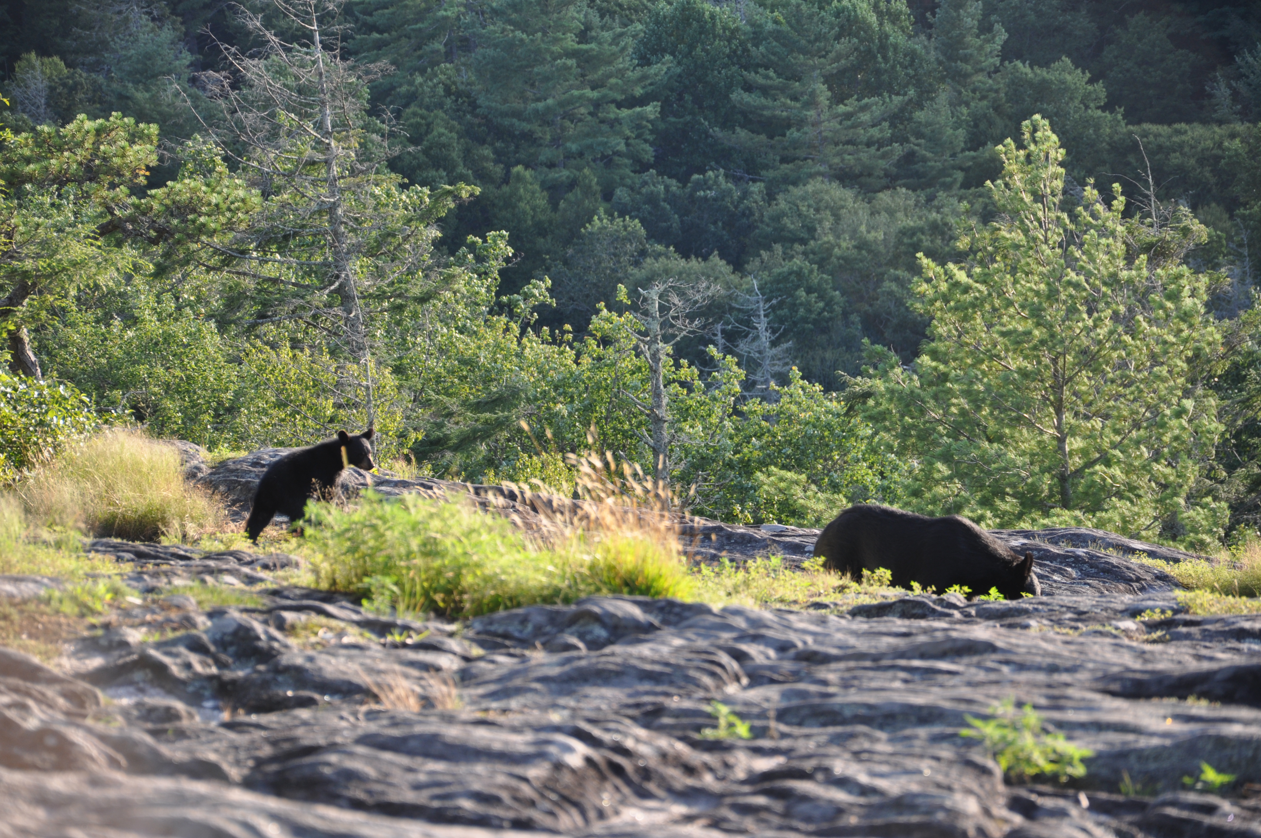 Black bears at Sunset Rock